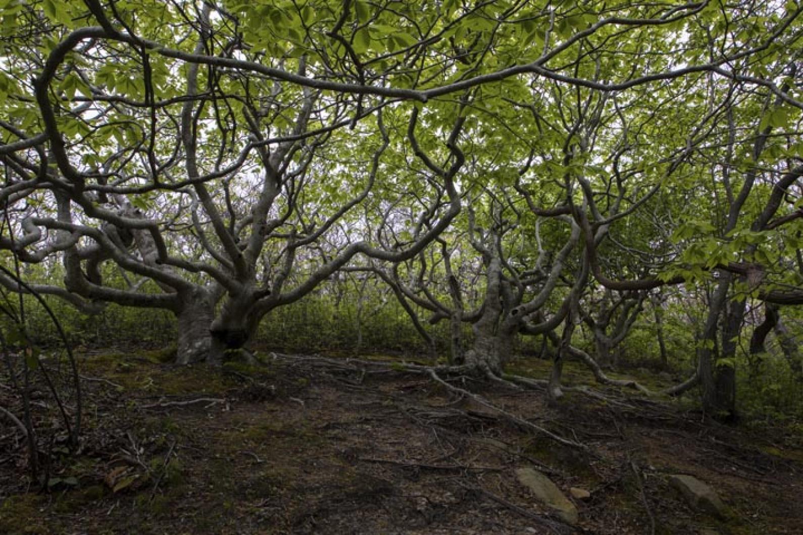 trees