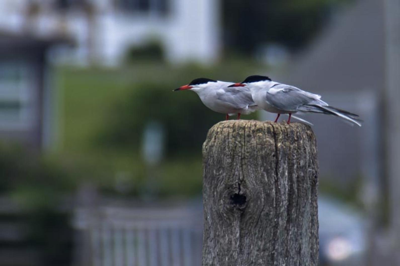 terns