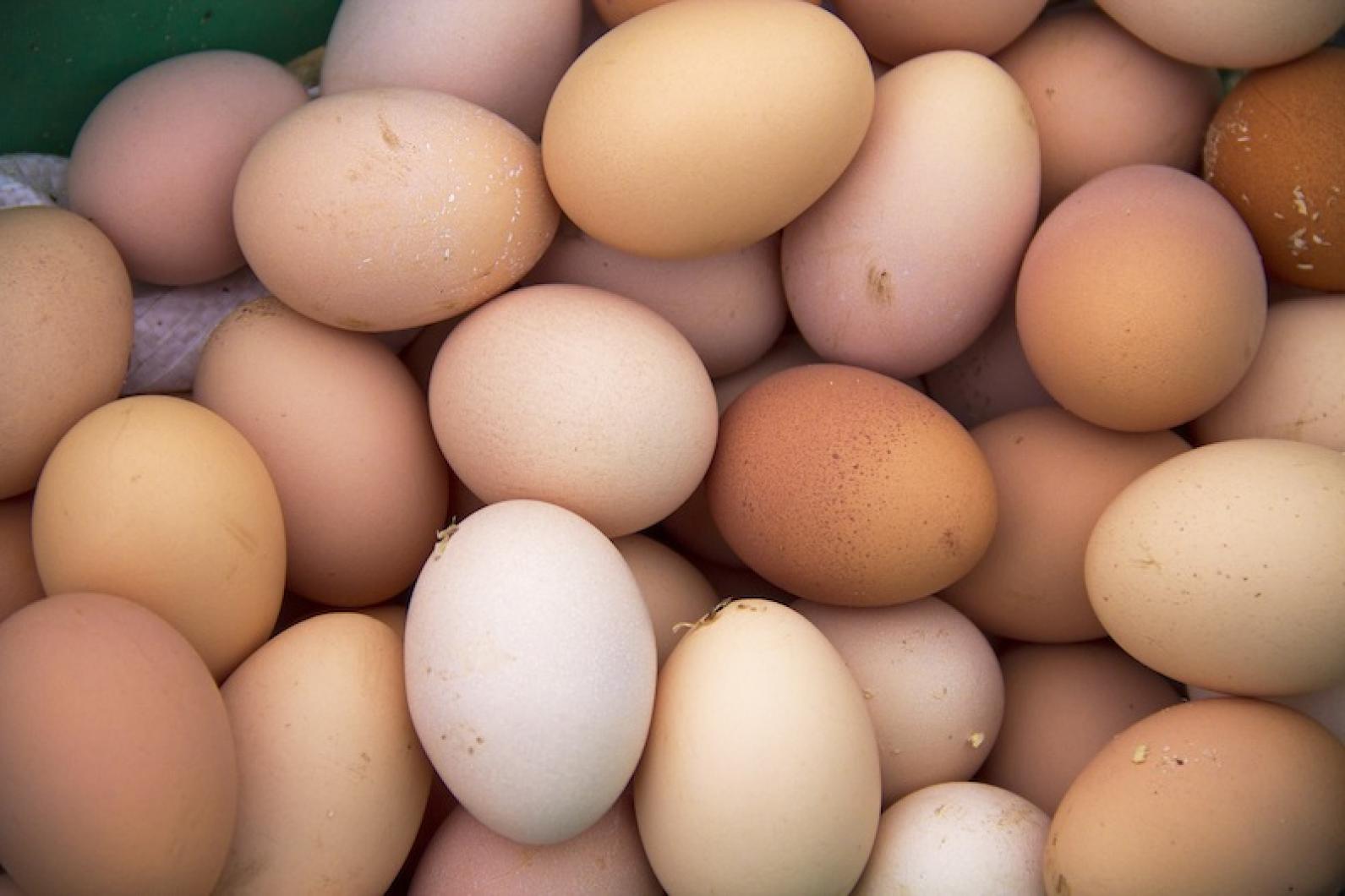 Vineyard Gazette | | No Fear, Embrace the Egg