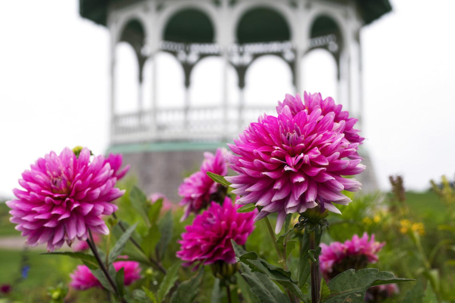 Ocean Park flowers. 