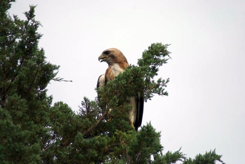 red tailed hawk bird