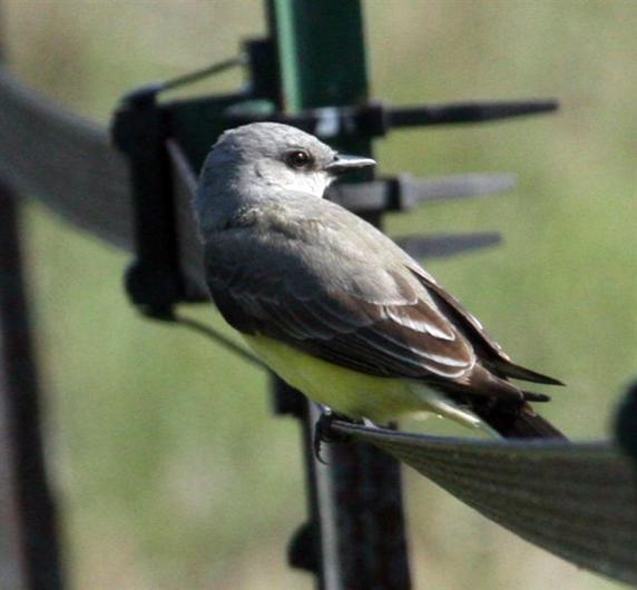 western kingbird