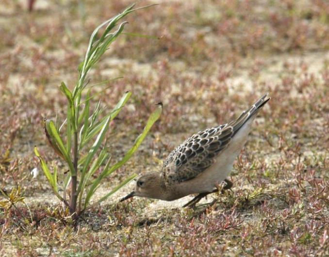 buff breasted sandpiper bird weed