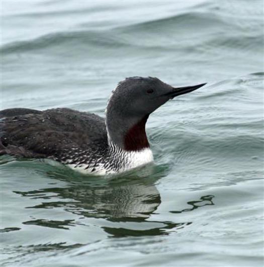 red throated loon