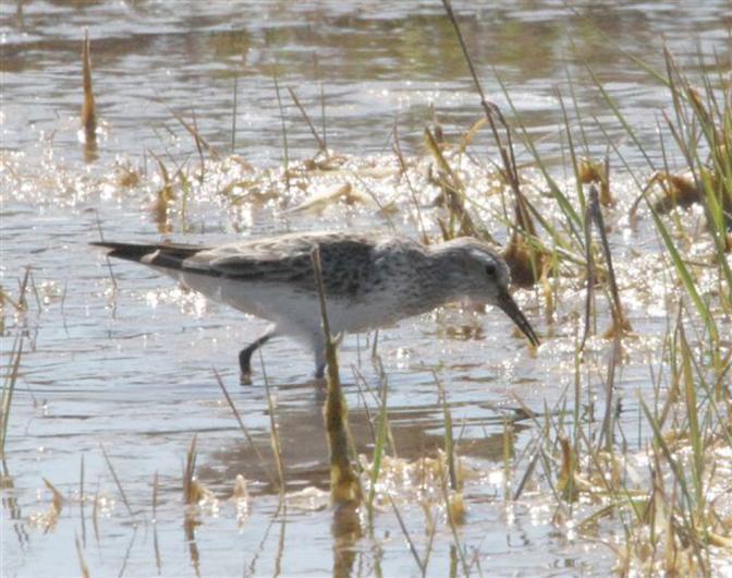 sandpiper