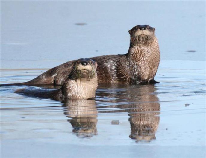otters