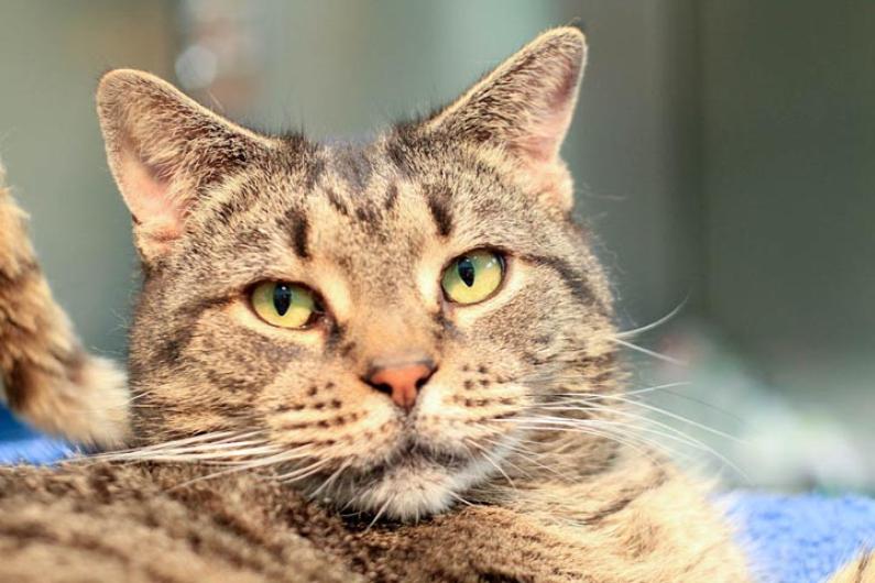 Kitty Randolph cat