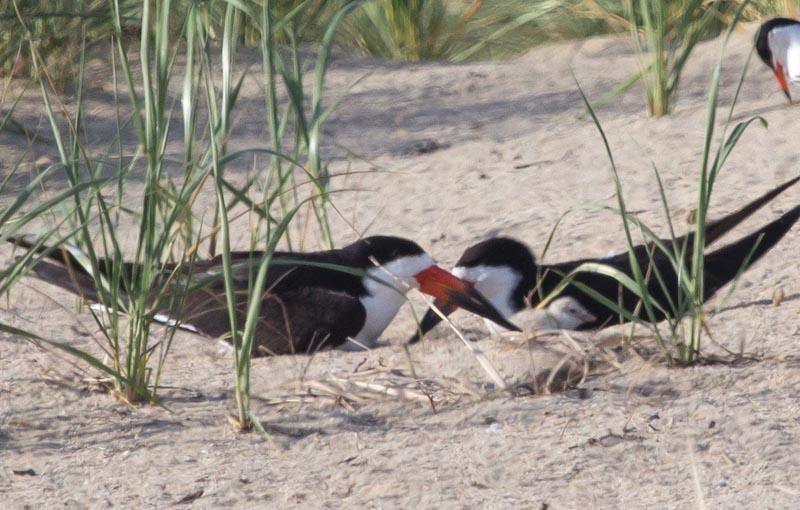 black skimmer chicks