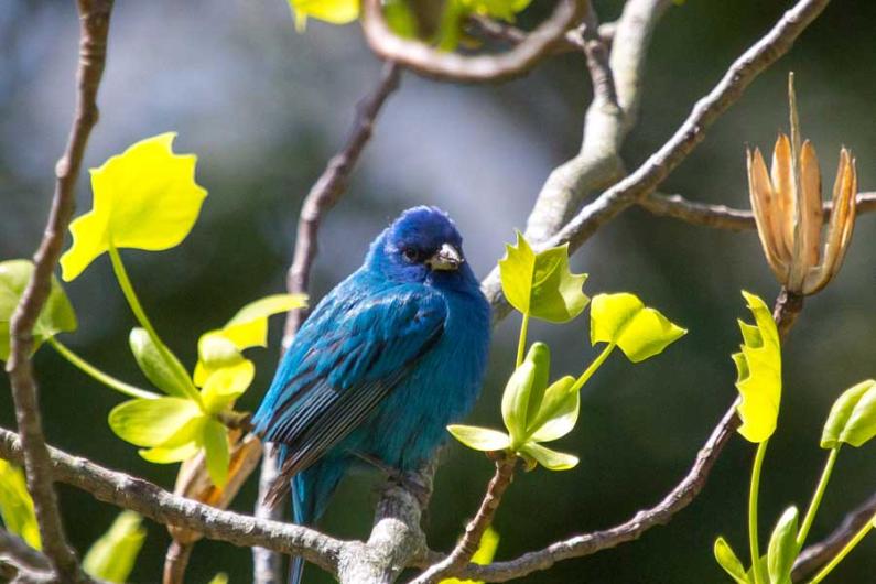 indigo bunting
