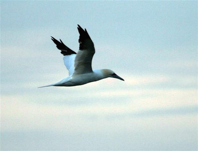 Northern Gannet