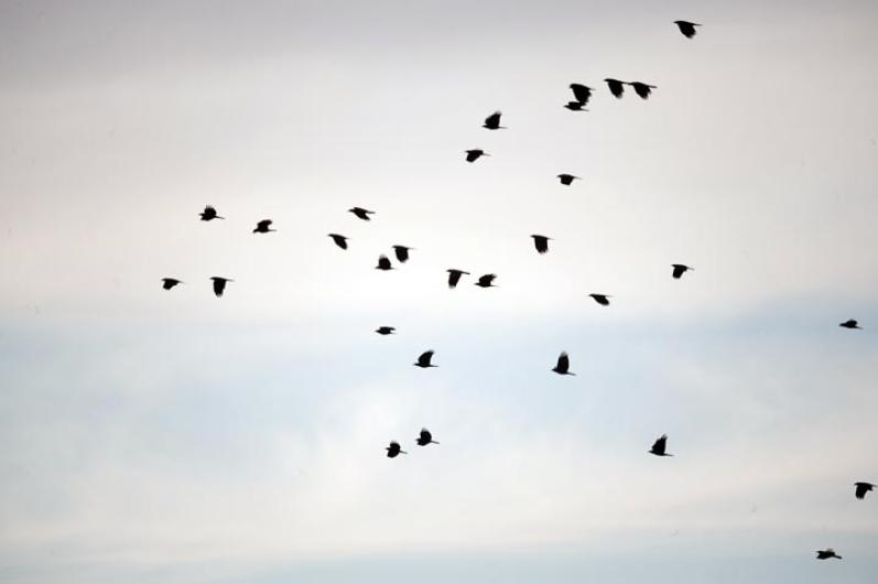 crows
