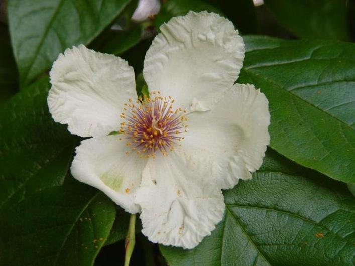 mountain camelia
