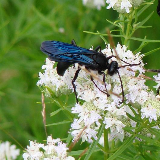 wasp