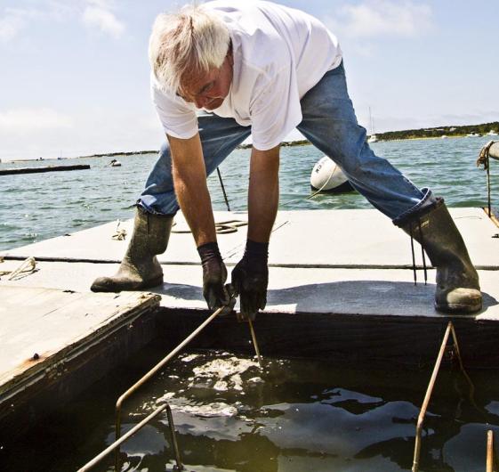 Jack Blake oyster farm