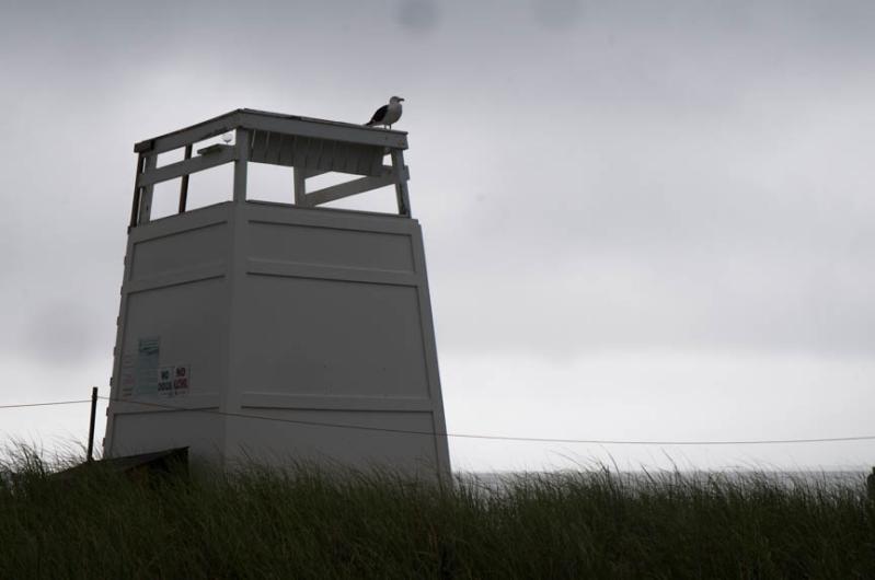 Herring Gull, is today's lifeguard.