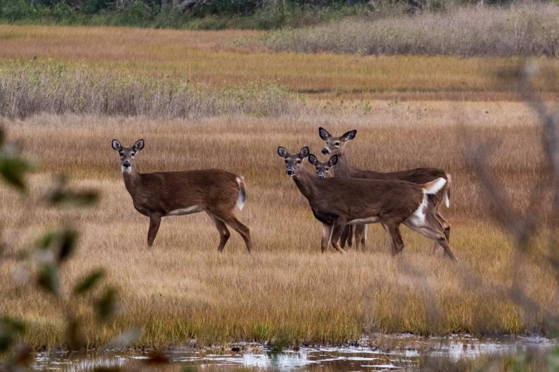white-tailed deer at Felix Neck on Martha's Vineyard 