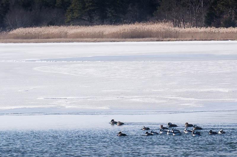 Avian armada