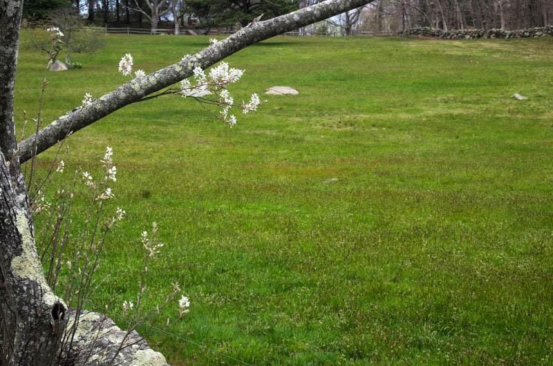 Shadbush on the edge of the Middle Road, West Tisbury
