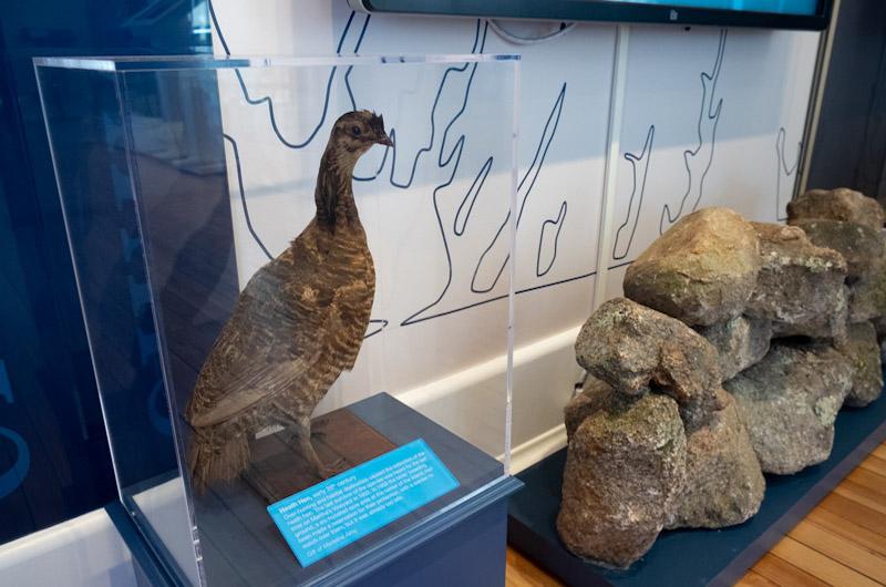 Heath hen and other treasured stories.