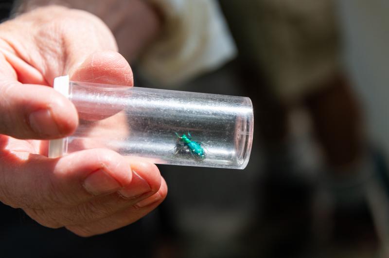 Six-spotted tiger beetle, (Cicindela sexguttata).