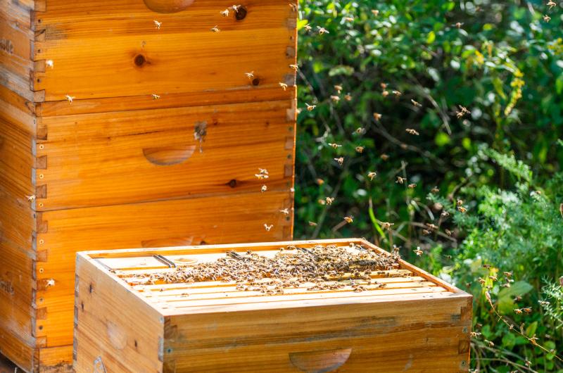 Bees flying around Nina Gordon's hives.