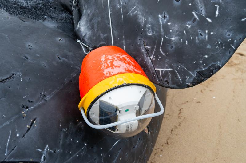 A location beacon was attached the previous day in case the whale moved during the night.