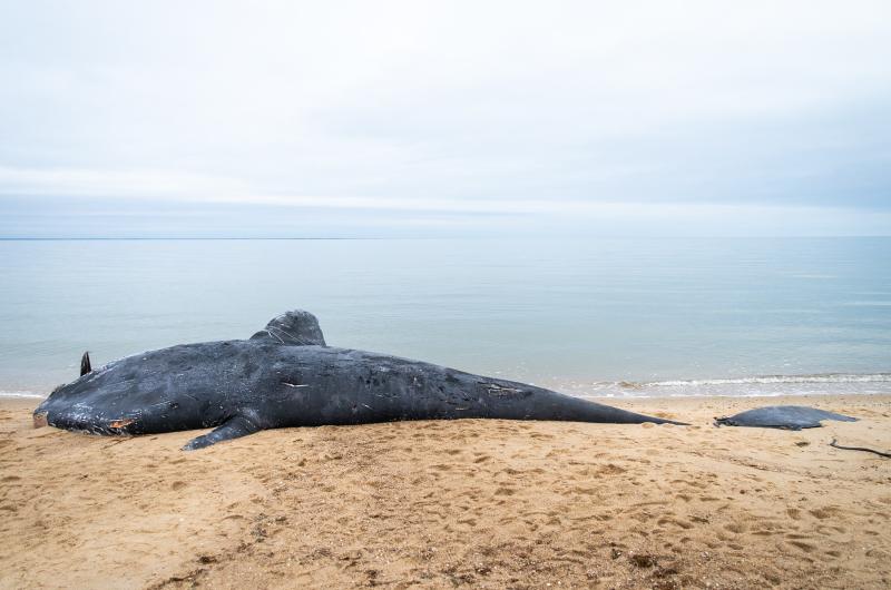 NOAA said a rope appeared to be entangled near the whale's tail. 