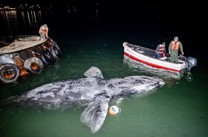 The right whale arrives in Vineyard Haven harbor before being trucked to Aquinnah.