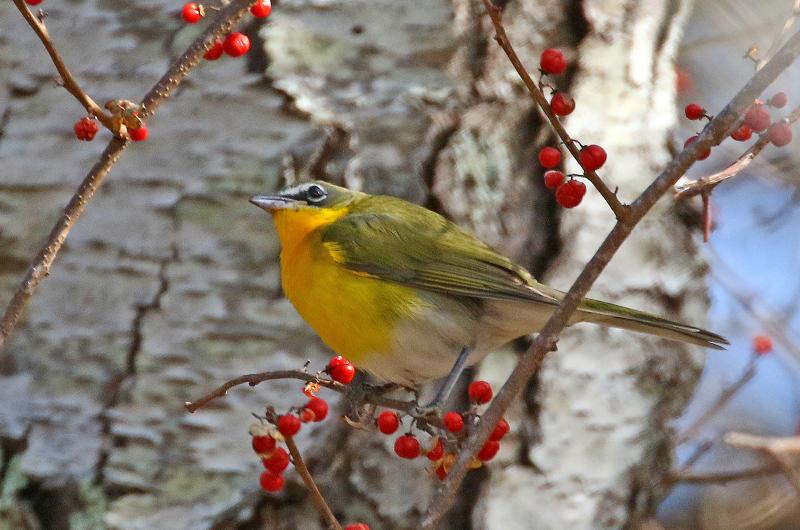 Yellow-breasted chat.