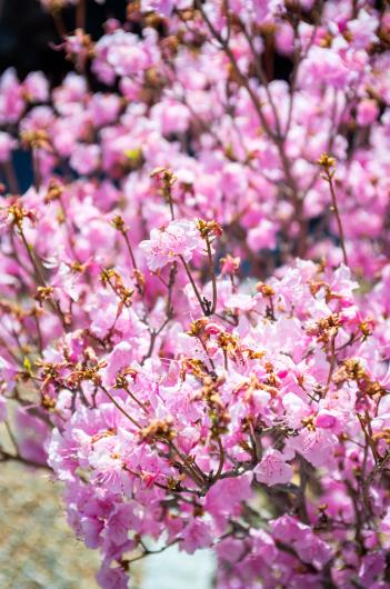 Cherry blossoms in West Tisbury.