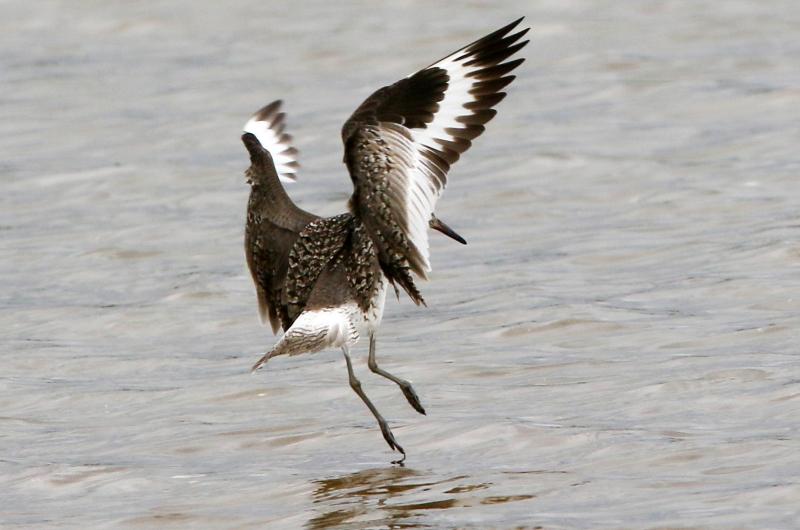 Willet.