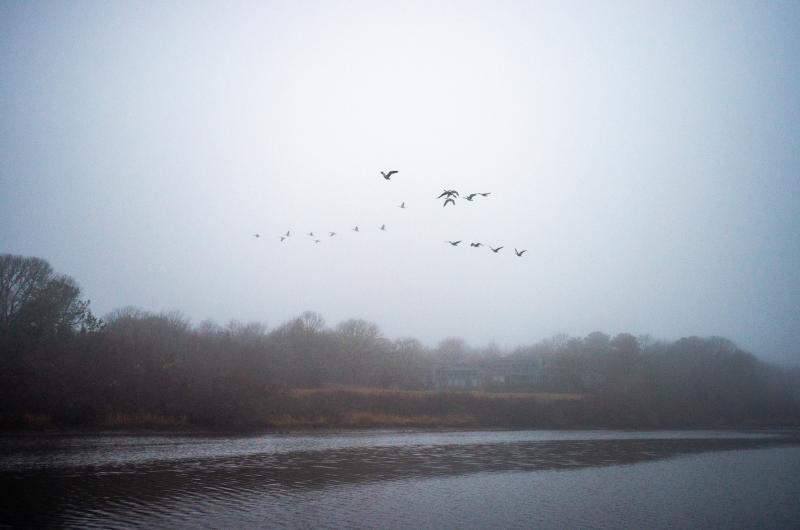 Flock of Canada geese over Tisbury Great Pond.