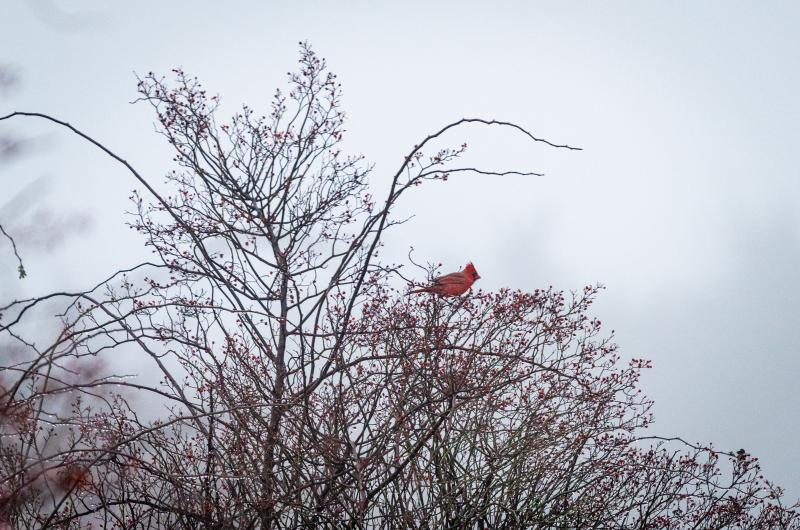 A northern cardinal near Tisbury Great Pond.