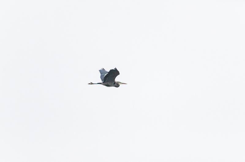 A great blue heron flying over Oyster Pond.