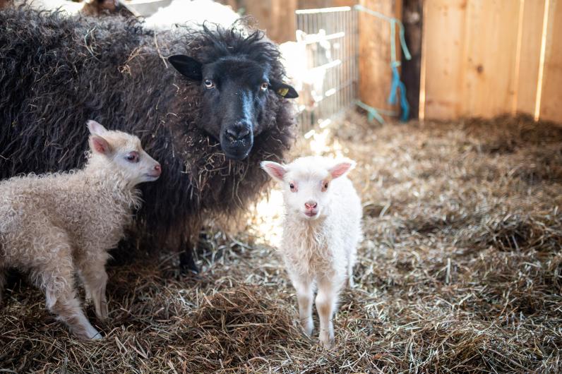 Ewes watch closely over the lambs.