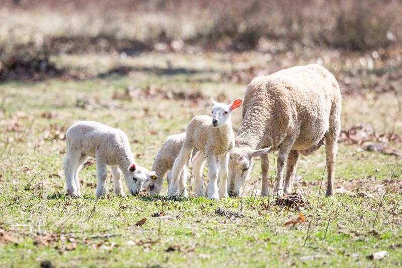 Learning the ways of the farm from mom.