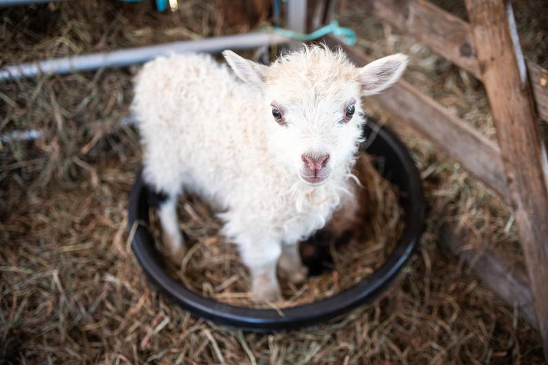 A new lamb at Mermaid Farm in Chilmark.