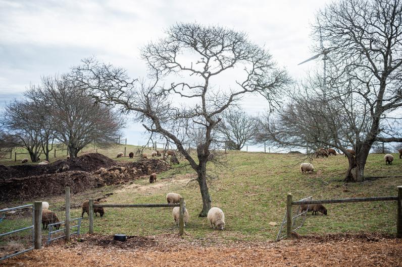 Sheep wander a pasture at Allen Farm in Chilmark.