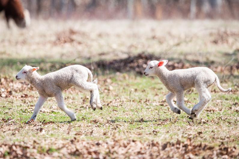 Spring is the time for running and playing.