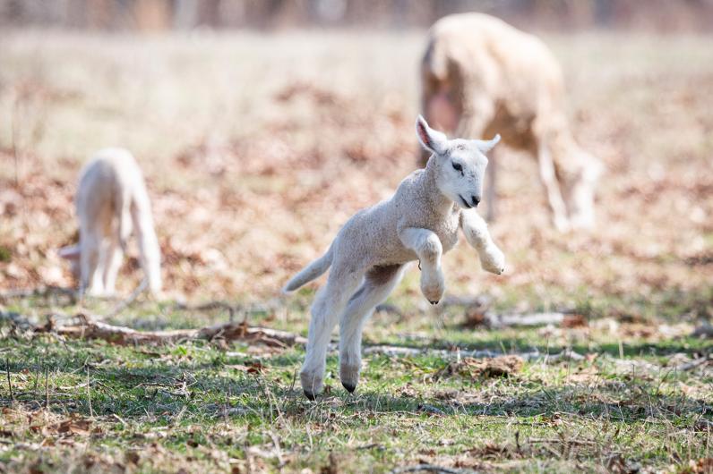 Flat Point Farm lambs full of energy.