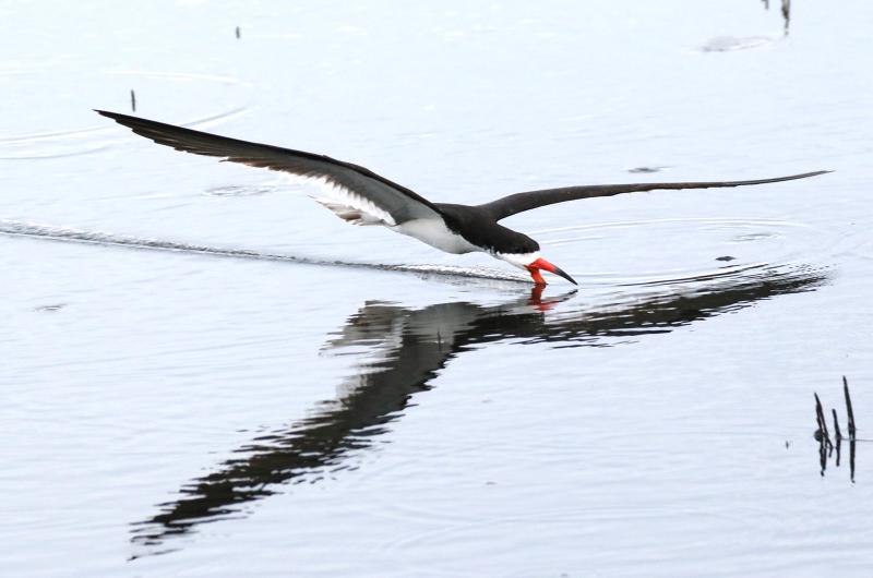 Black skimmer.