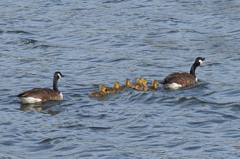 Canada geese.