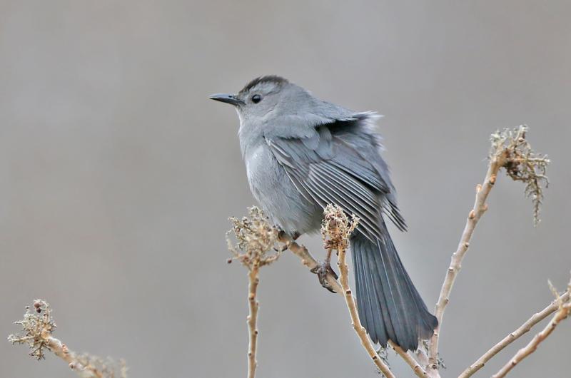 Grey catbird.