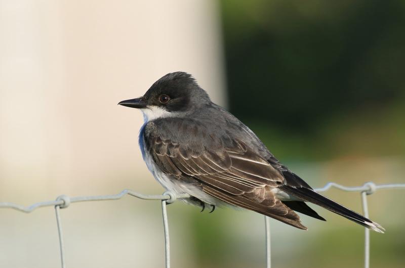 Eastern kingbird.