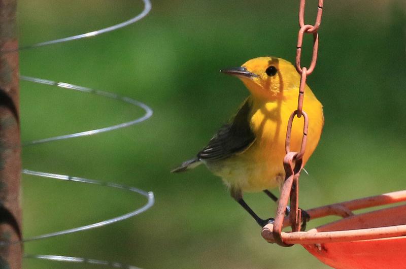 Prothonotary warbler.
