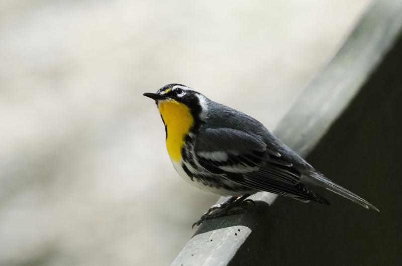 Yellow-throated warbler.
