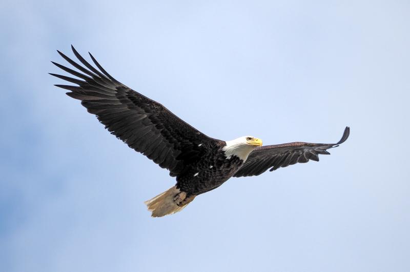 Bald eagle.