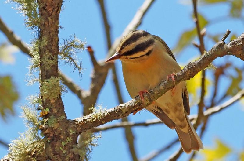 Worm-eating warbler.