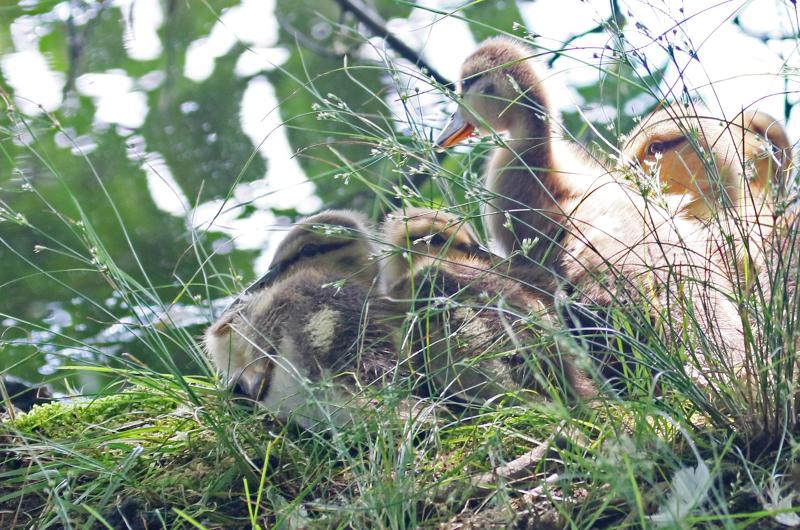 Mallards.