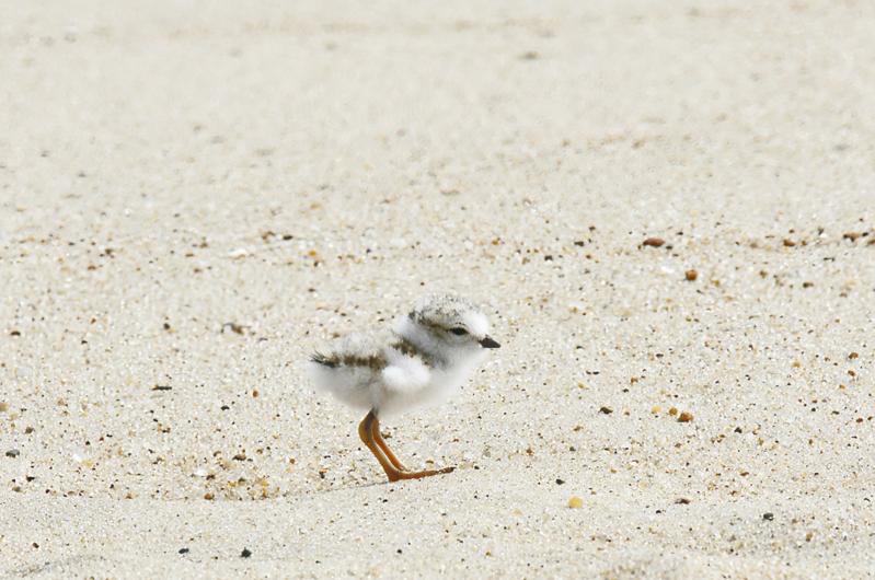 Piping plovers.